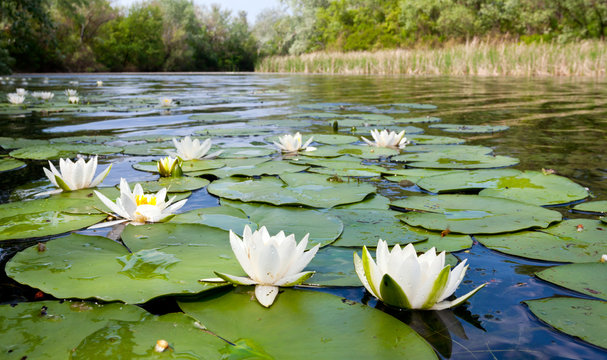Fototapeta water lilyes on pond