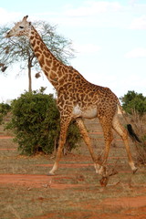 Giraffa