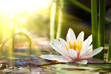 Crédence de cuisine en verre imprimé fleur de lotus fleur de lotus