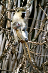 Cercopiteco africano