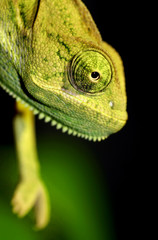 green veiled chameleon - 58358330
