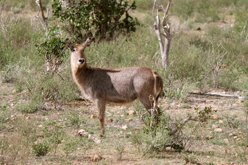 Antilope