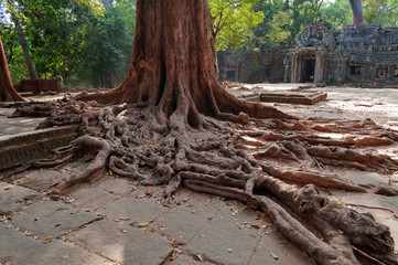 Tree roots in Ta Prohm Temple. Angkor. Cambodia