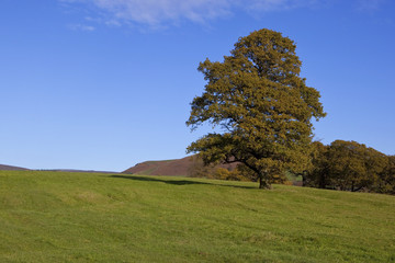 Fototapeta na wymiar upland oak in autumn