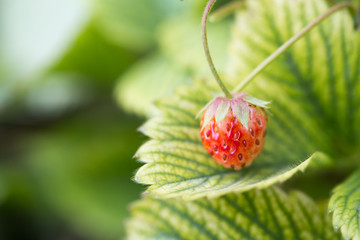 Wild strawberry berry growing in natural environment. 