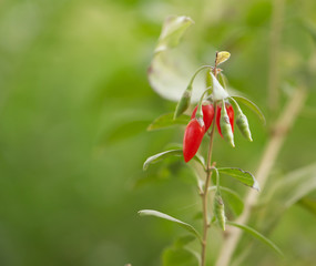 red chili pepper on the bush in nature