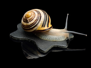 Garden snail on a leather black rag