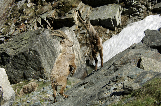 Giovani stambecchi maschi