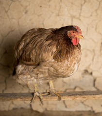 hen sits on the board