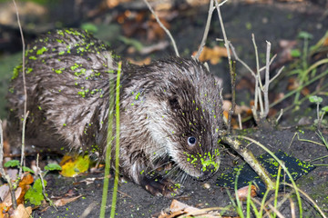Young European otter (Lutra lutra lutra) is exploring