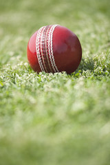 Cricket ball on grass
