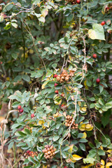 wild rose in nature