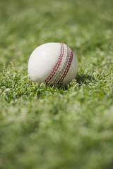 Close-up of a cricket ball on grass