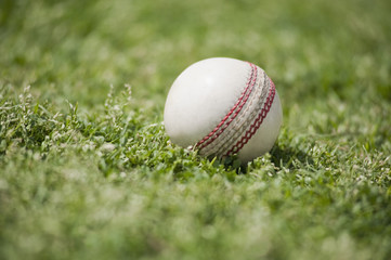 Close-up of a cricket ball on grass