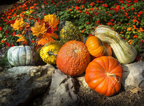 Pumpkins Gourds Autumn Leaves Say Thanksgiving