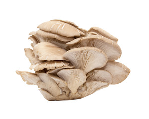 Oyster mushrooms on a white background