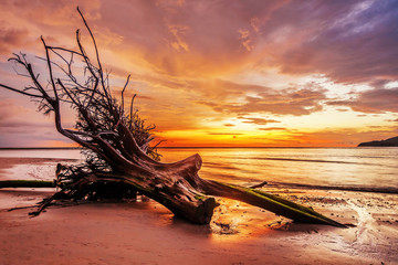 Dead tree trunk on tropical beach
