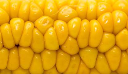 corn as a backdrop. macro © schankz