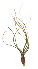 Pseudobaileyi Air Plant