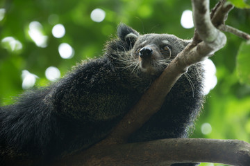 Naklejka premium binturong