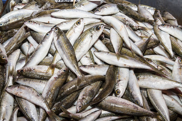 Fresh fish catch on sale at local fish market
