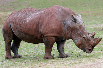 White Rhinoceros