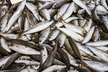 Fototapeta premium Fresh fish catch on sale at local fish market