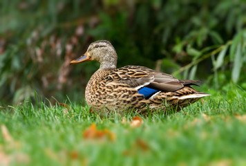 Wild duck