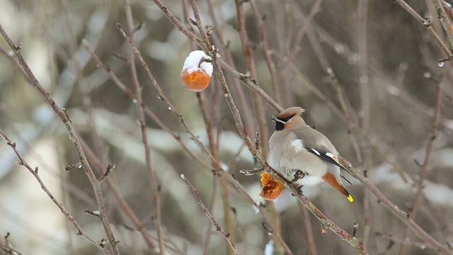 Bohemian waxwing sitting in a tree eating rotten apple