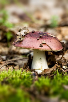 Red mushroom russula