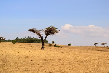 Golden ethiopian landscape and rural scene in the dry season, Si
