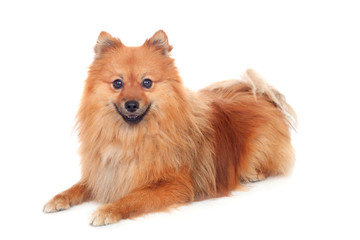 Obraz premium Beautiful Pomeranian dog