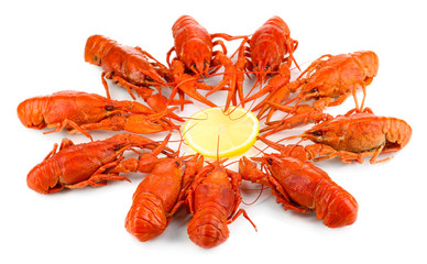 Tasty boiled crayfishes isolated on white