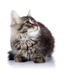 Striped fluffy kitten on a white background