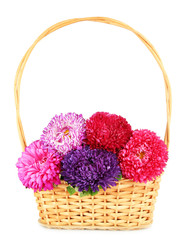 Fototapeta na wymiar Bright aster flowers in basket, isolated on white