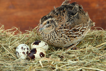 Young quail with eggs on straw on wooden background - obrazy, fototapety, plakaty