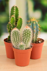 Collection of cactuses, on windowsill