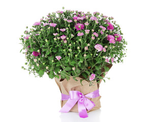 Chrysanthemum bush in pot isolated on white