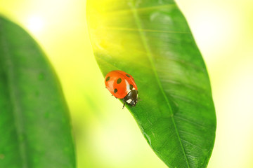Beautiful ladybird on green plant