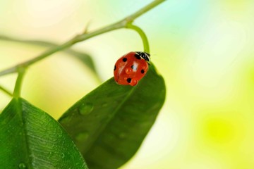 Beautiful ladybird on green plant