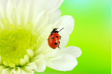 Naklejka premium Beautiful ladybird on flower, close up