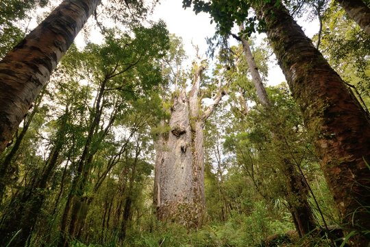 Forest of ferns, giant redwoods and kauri, Trounson Kauri Nation