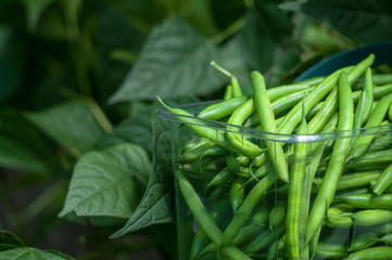 Fresh Green Beans in a basket