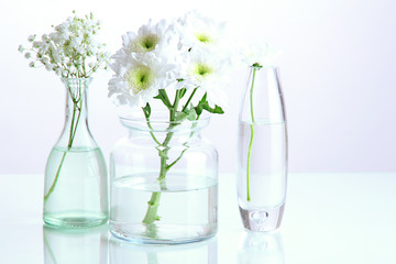Plants in various glass containers isolated on white