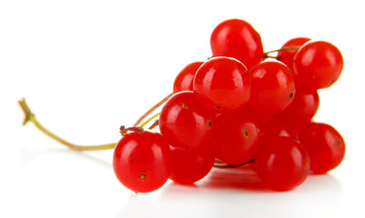 Red berries of viburnum isolated on white