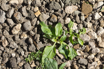 plantain herb in the rocks on the nature