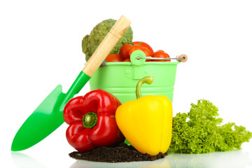 Vegetables with ground isolated on white