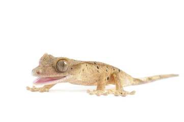 Spotted Crested Gecko