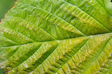 Green raspberry leaf. macro
