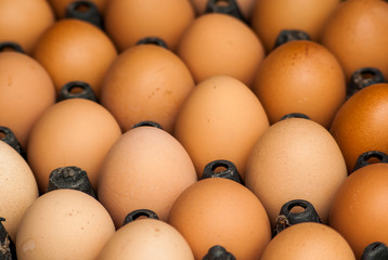 Chicken brown egg closeup